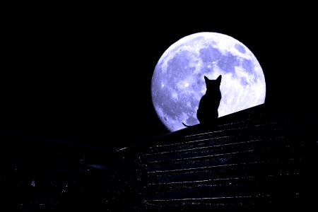 MOON WATCHER - moon, picturesque, cat, full moon