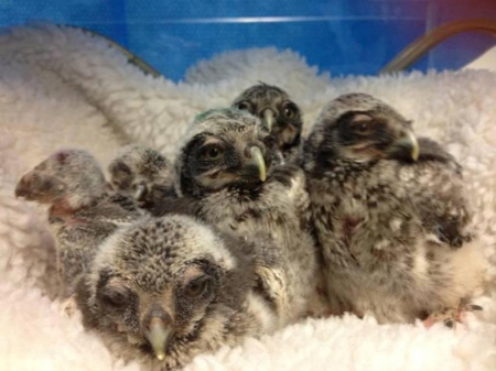 5 baby northern hawk owls - babies, prey, birds, of