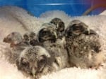 5 baby northern hawk owls