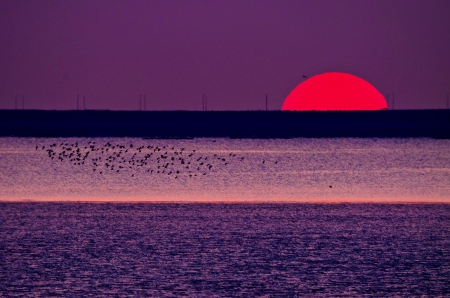 SINKING SUN - summer, beach, sunset, sea, birds