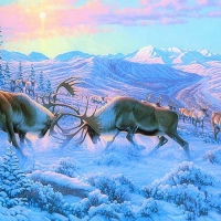 â˜…Battling Bulls Caribou in Winterâ˜…