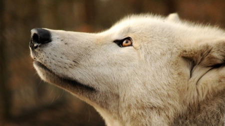 awakening wolves - majestic, awakening, grey wolf, wolf, wolves, nature, abstract, friendship, canine, arctic