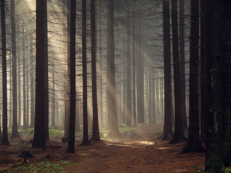 Forest - trees, woodland, hd, forest, light, dark