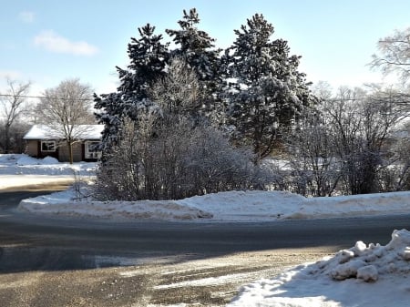 frozen driveway - winter, ice, trees, snow