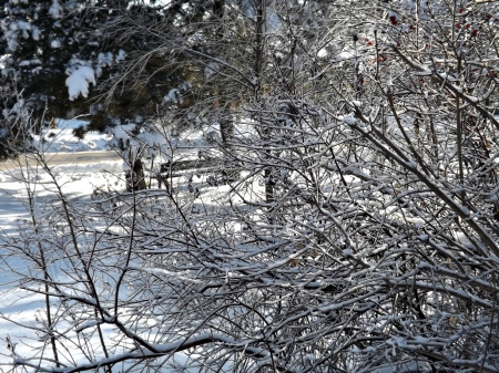 ice covered - snow, ice, branches, winter