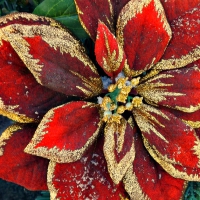 poinsettia