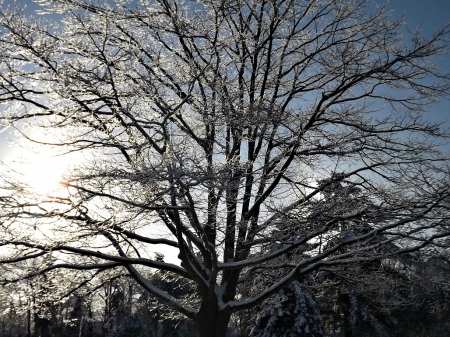 ice capped - tree, winter, ice, snow