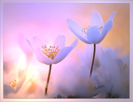 Wood Anemone - flower, pastel, light, flowers, flood light, nature