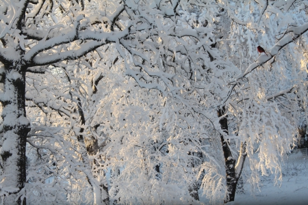 Trees Dressed In Snow - snow, white, trees, winter