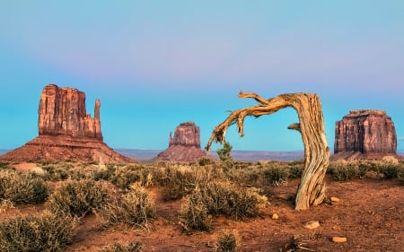 Monument Valley, Arizona - Arizona, Tree, Desert, USA