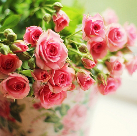 Flowers - flowers, nature, pink, soft