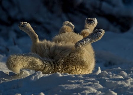 Happy dog - funny, wallpaper, winter, cute, animals, happy, sweet, pets, dogs, playing, snow