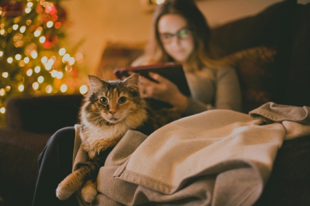 Cat - sleepy, cute, beautiful, cat, sleeping, kitty, cats, hat, cat face, paws, face, animals, pretty, beauty, sweet, kitten, lovely