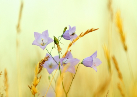 Nature - flowers, lovely, beautiful, nature