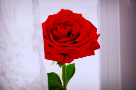 Amour - red rose, passion, red, rose, beauty, amour