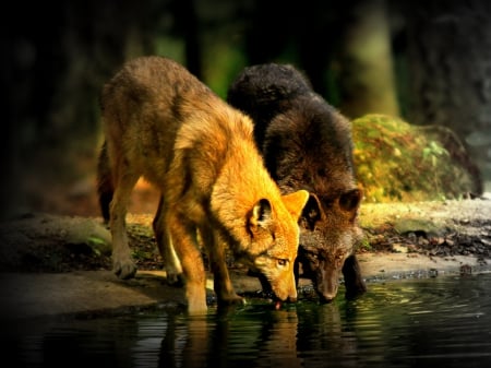 Brothers on the River - water, wolves, brothers, river