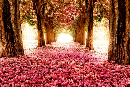 SAKURA PATHWAY - nature, trees, sakura, flowers, avenue, flower