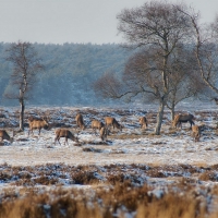 deer grazing on a frosty winter morning