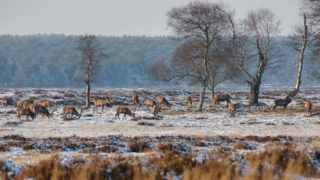 deer grazing on a frosty winter morning - prairie, winter, frost, trees, deer