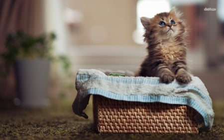 Kitten in a basket - cat, kitty, basket, christmas, kitten, santa, christmas tree, cute, meow