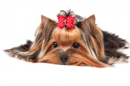 yorkshire terrier - nature, dogs, animals, photography