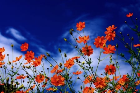 SPRING DANCE - flowers, field, blossoms, nature