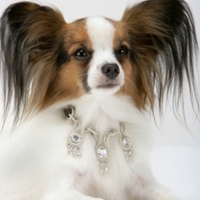 World's most expensive dog collar