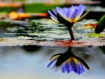 WATER LILY