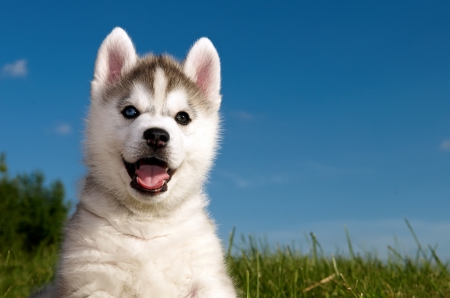 Adorable Puppy♥ - husky, nature, adorable, puppy, baby