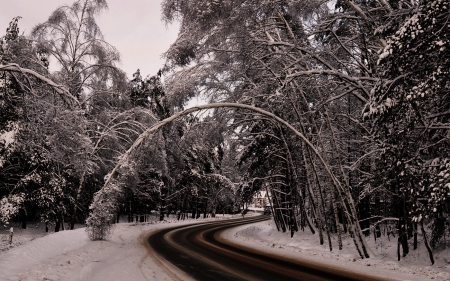 Winter - winter, trees, road, snow