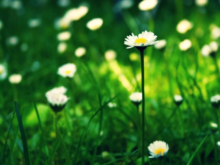 Spring - nature, petals, beautiful, flowers, grass, spring