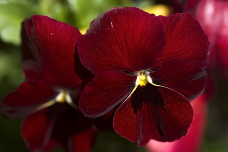 *** Pansies *** - nature, flowers, flower, pansies