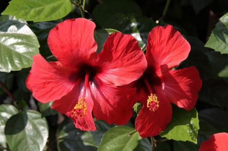 *** Hibiscus *** - flowers, hibiscus, flower, nature