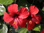 *** Hibiscus ***