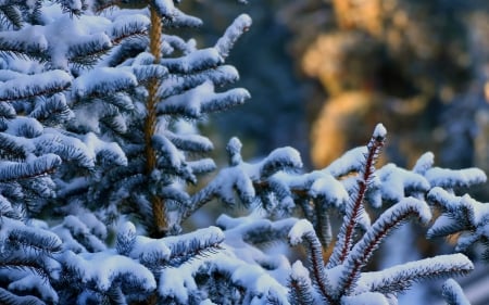 Winter - winter, winter time, nature, snowy, snow, tree