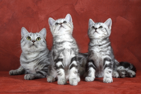 *** Kittens *** - cats, kittens, animal, animals