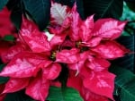 *** Poinsettia ***