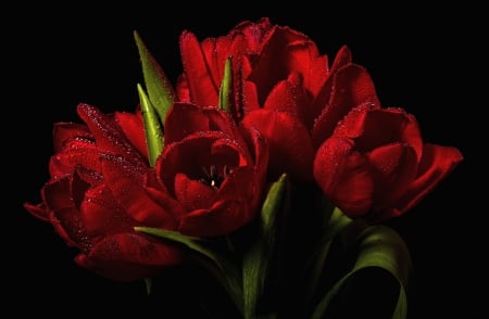 *** Red tulips *** - flowers, tulips, nature, red, flower