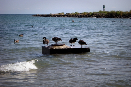 Lake Ontario, Port Darlington - Geese, Lighthouse, Lakes, Canada, Ontario, Ducks