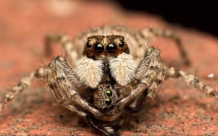 Spider - legs, animal, spider, eyes