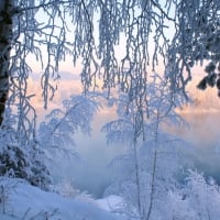 Beautiful winter frost