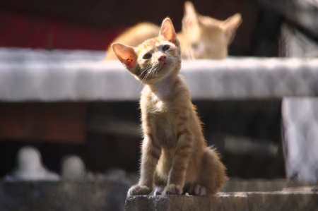 Cat - sleeping, beauty, cat face, hat, animals, sleepy, paws, face, pretty, cute, cat, kitty, lovely, kitten, cats, beautiful, sweet