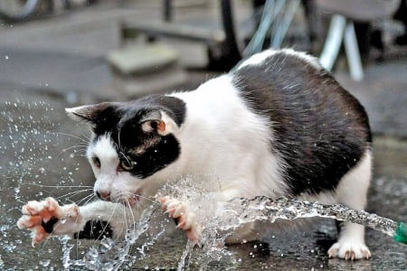 Cat - pretty, cat face, sleepy, paws, kitten, cats, face, sleeping, hat, beautiful, beauty, lovely, sweet, cat, cute, animals, kitty