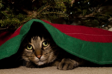 Cat - sleepy, cute, beautiful, cat, sleeping, kitty, cats, hat, cat face, paws, face, animals, pretty, beauty, sweet, kitten, lovely