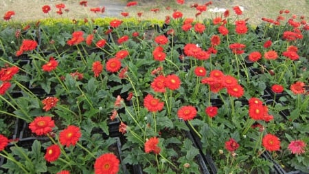 Red flower - lovely, outdoor, flower, red