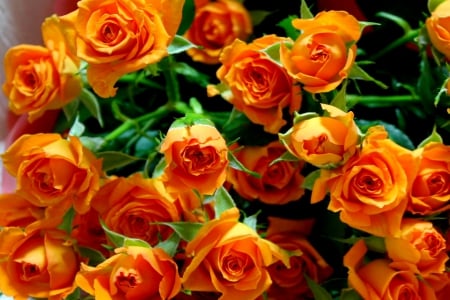 ROSES - nature, orange, flowers, roses