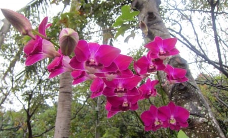 Pretty orchid - tree, pretty, flower, orchid