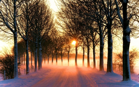 Sunset behind Trees - snow, sun, winter, path, mist