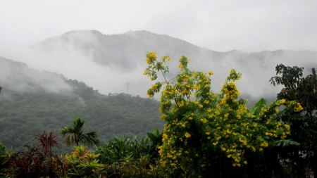 Misty mountain - nature, mountain, tree, flower, misty