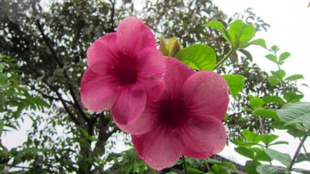 Flowers in the rain - in the rain, Flowers, beautiful, raindrop, tree